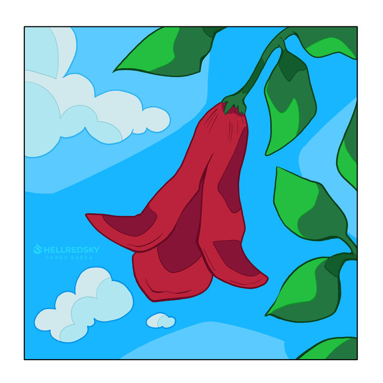 Copihue